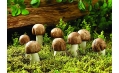 蘑菇還可以這樣吃 長見識了！