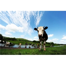 風(fēng)吹草地見牛羊？NO! 還能見我們的廚房設(shè)備